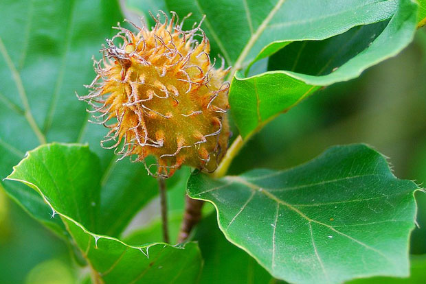 FAGUS sylvatica