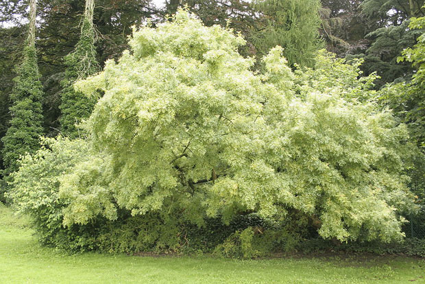 FRAXINUS excelsior