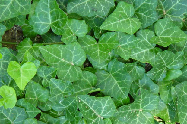 HEDERA helix