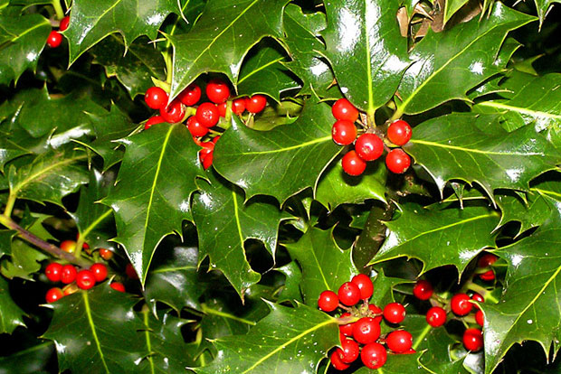 ILEX aquifolium