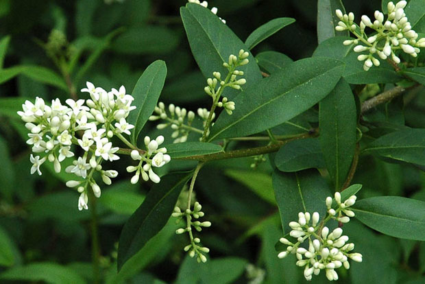 LIGUSTRUM vulgare