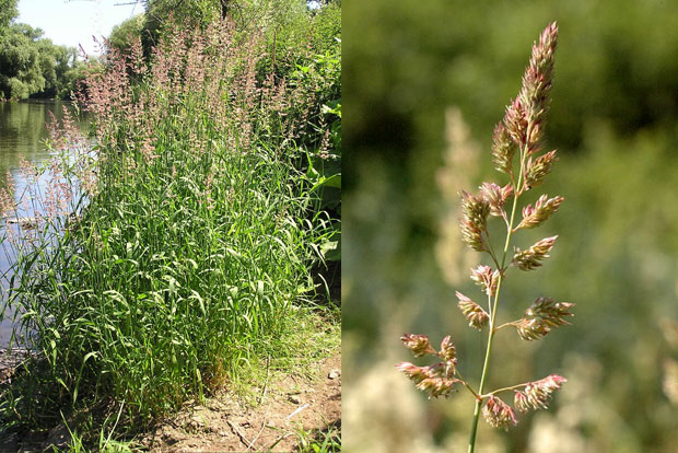 PHALARIS arundinacea