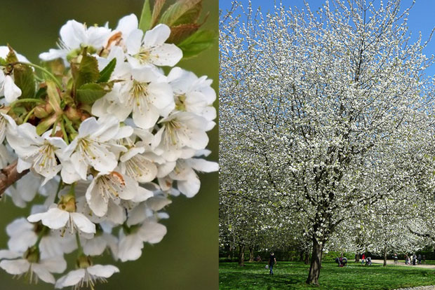 PRUNUS avium