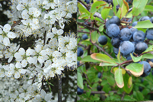 PRUNUS spinosa