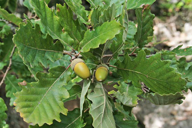 QUERCUS pubescens