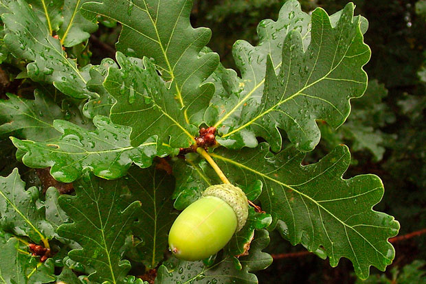 QUERCUS robur