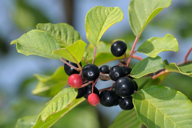 RHAMNUS frangula