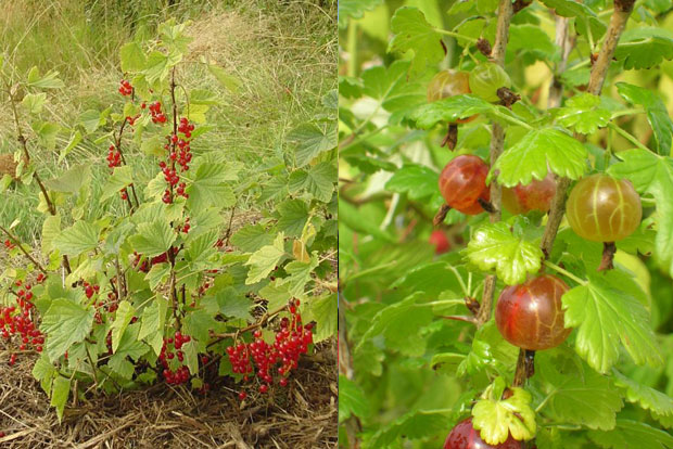 RIBES uva Crispa