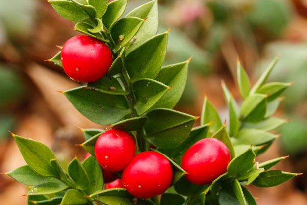 RUSCUS aculeatus