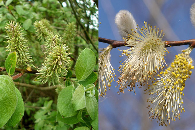 SALIX caprea