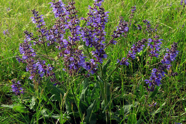 SALVIA pratensis