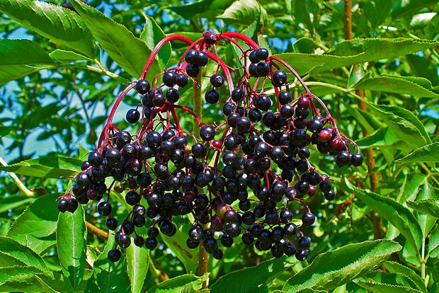 SAMBUCUS nigra