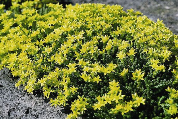 SEDUM acre