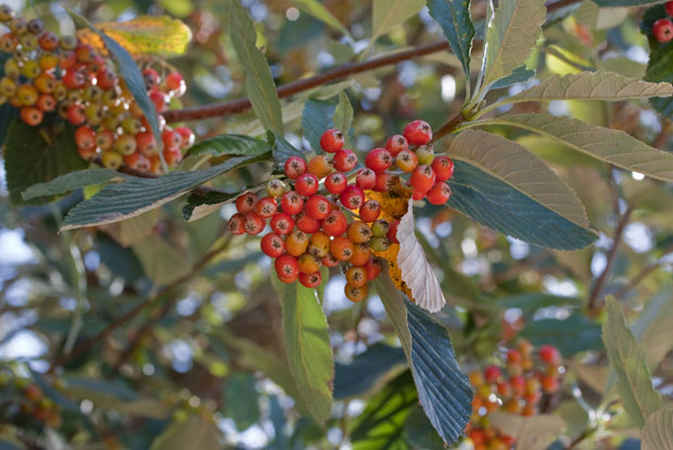 SORBUS aria