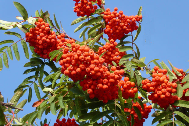 SORBUS aucuparia