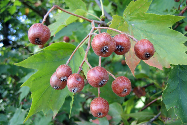 SORBUS torminalis