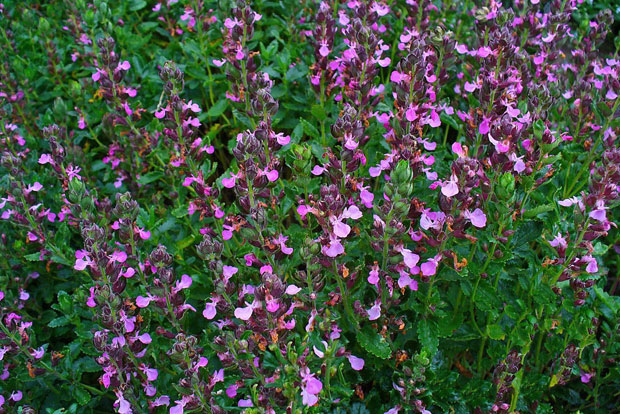 TEUCRIUM chamaedrys
