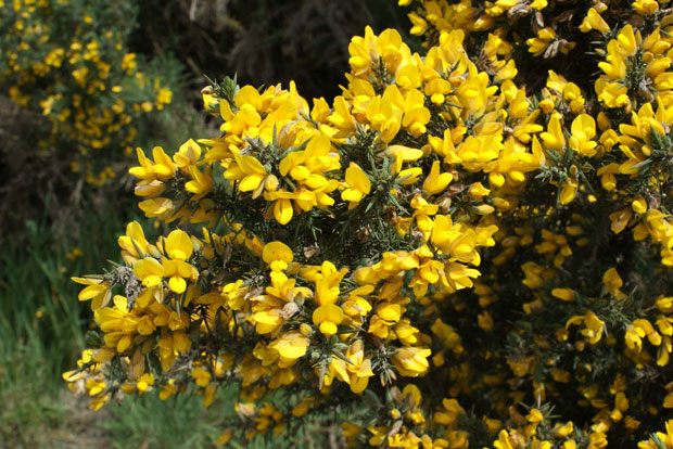 ULEX europaeus