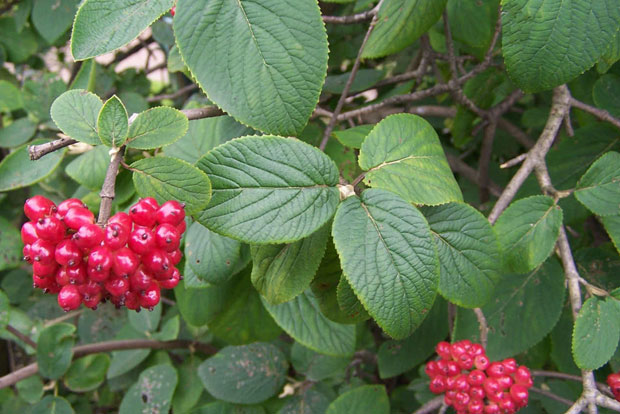 VIBURNUM lantana