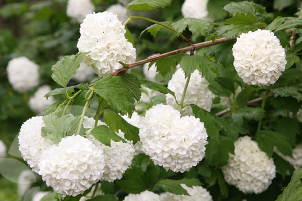 VIBURNUM opulus