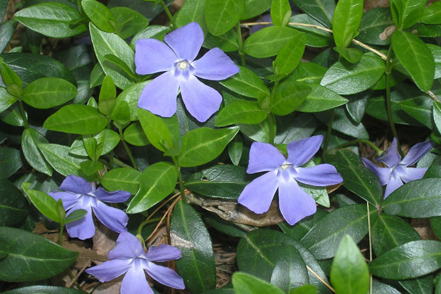 VINCA minor