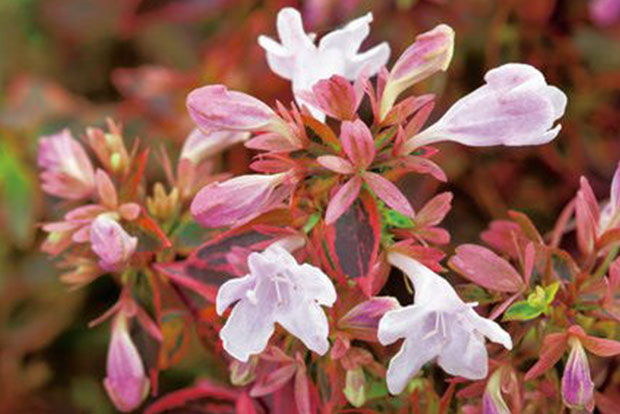 ABELIA grandiflora Sunshine daydream Abelops