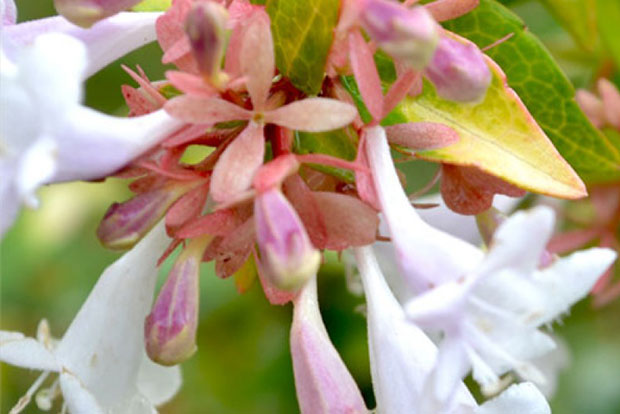 ABELIA grandiflora x Francis Mason