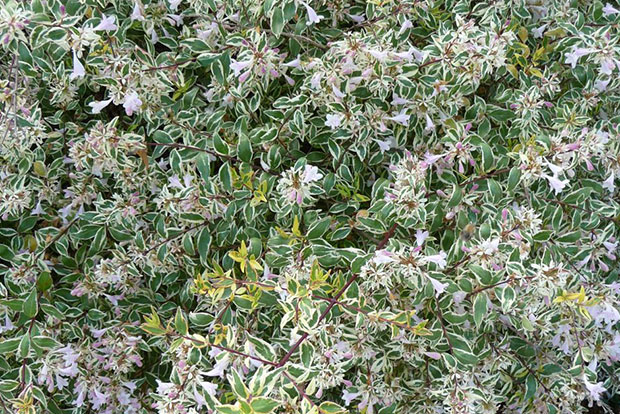 ABELIA grandiflora x Hopley's 'Cov'