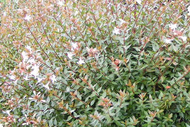 ABELIA grandiflora x Prostrata