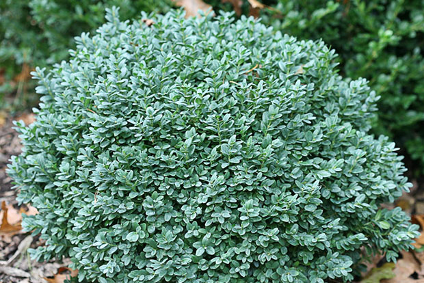 BUXUS sempervirens Blauer Heinz