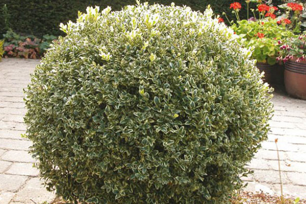 BUXUS sempervirens Elegans