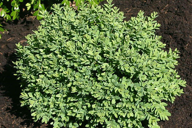 BUXUS sempervirens Suffruticosa Nana