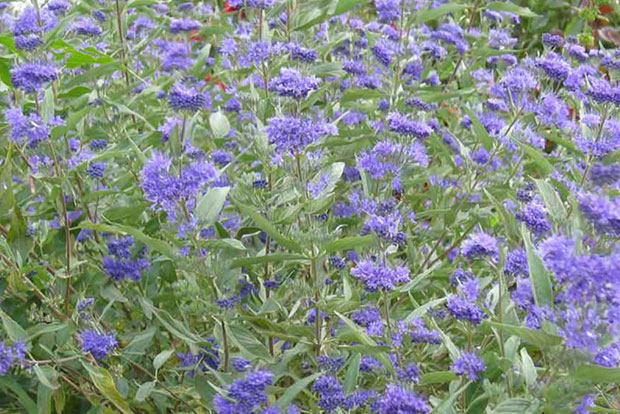 CARYOPTERIS x clandonensis Heavenly Blue