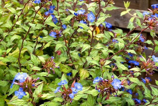 CERATOSTIGMA willmottianum