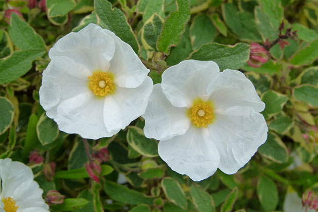 CISTUS corbariensis x