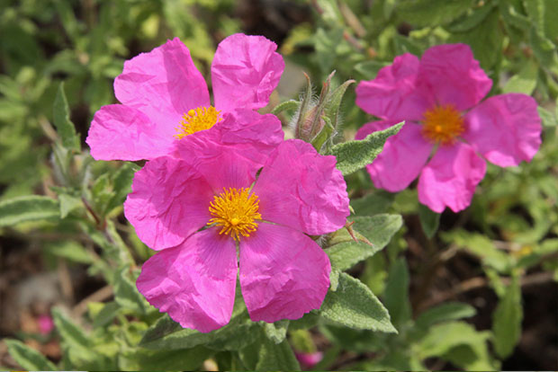 CISTUS crispus