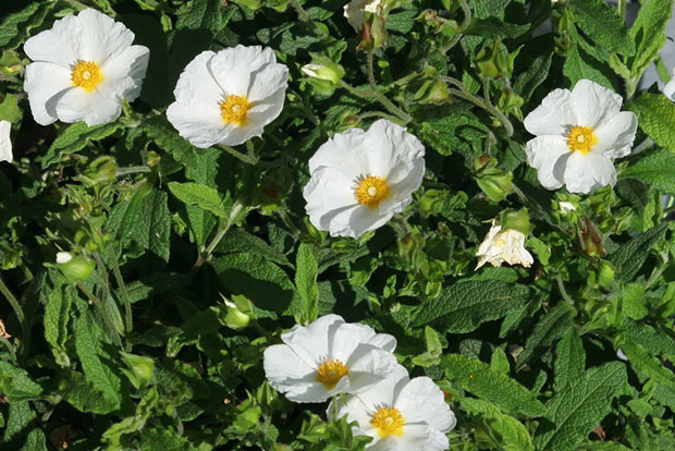 CISTUS florentinus x Tramontane