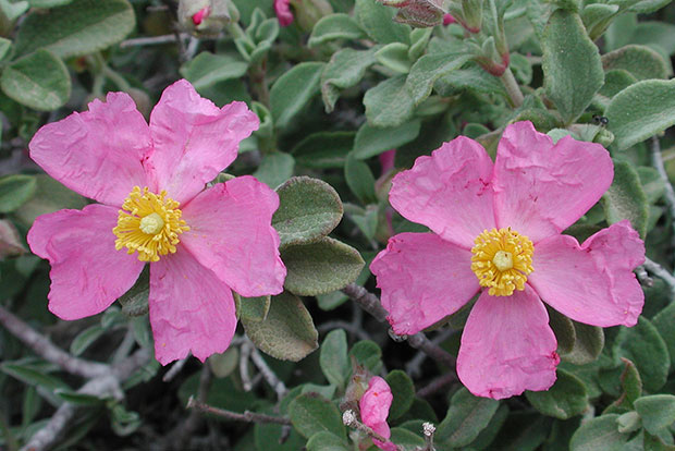 CISTUS parviflorus