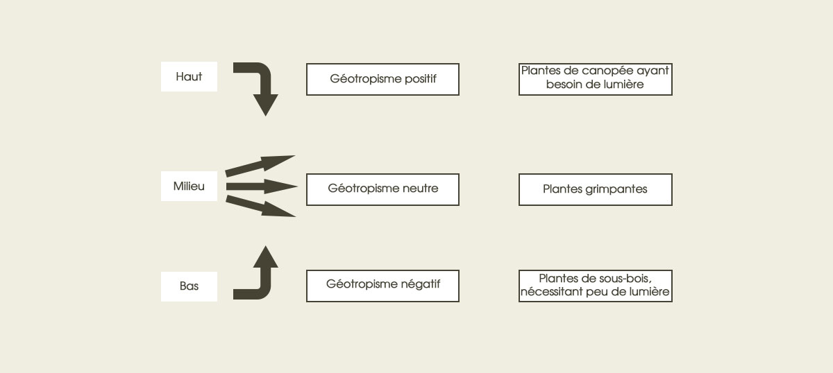 Les plantes du mur végétal (positionnement et choix)