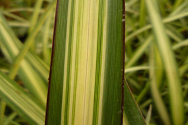 PHORMIUM 'cream delight'