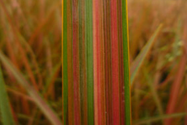 PHORMIUM Tenax 'jester'