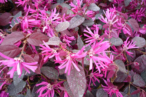 LOROPETALUM chinensis Fire Dance