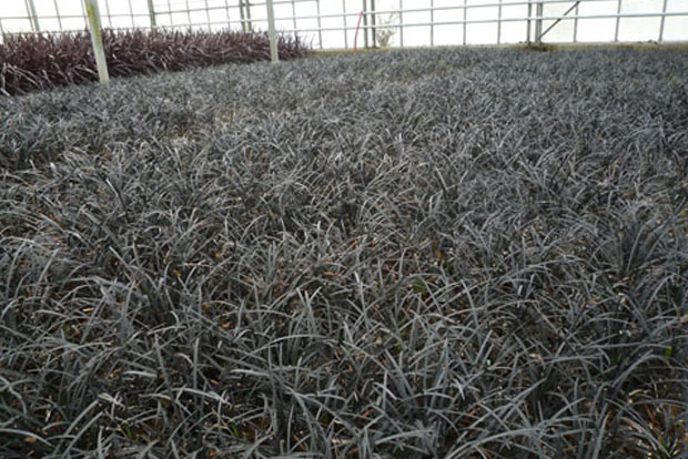OPHIOPOGON planiscapus Niger