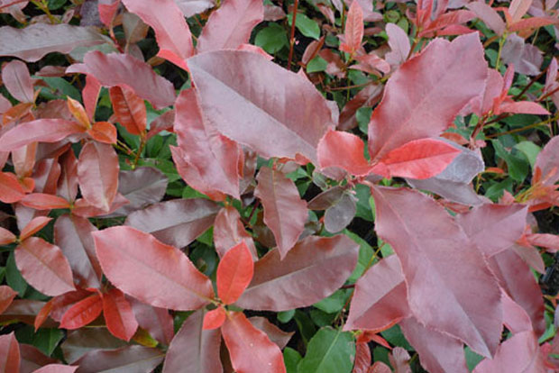 PHOTINIA Red Robin Blood