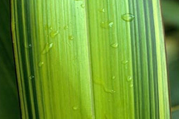 PHORMIUM 'yellow wave'