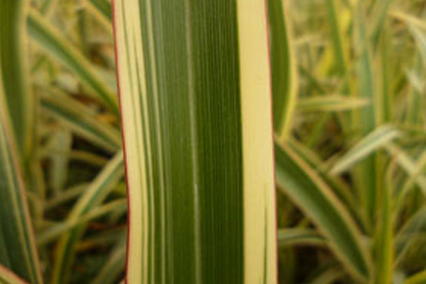 PHORMIUM 'tricolor'