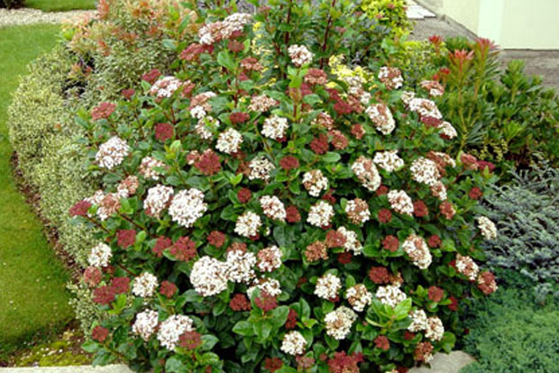 VIBURNUM tinus Lisarose 'Loren'