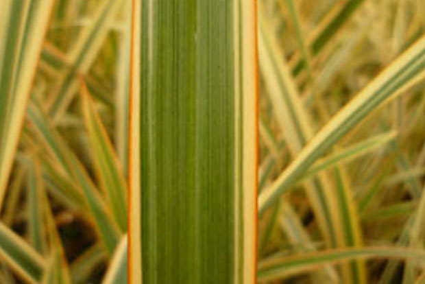 PHORMIUM 'Waitara Gold'