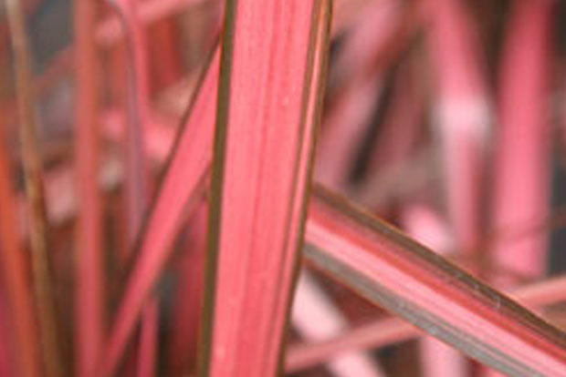 PHORMIUM 'Evening Glow'