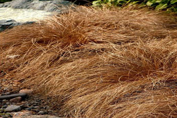 CAREX comans Bronze